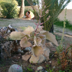 Kalanchoe beharensis