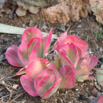 Einfach nur wunderschön