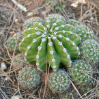 Steingarten Kakteen und Sukkulenten