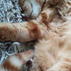 Kater Mufti 2021-05-02 Foto 1