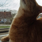 Kater Mufti 2021-05-02 Foto 10