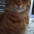 Kater Mufti 2021-05-02 Foto 11