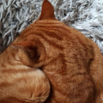 Kater Mufti 2021-05-02 Foto 2