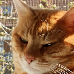 Kater Mufti 2021-05-02 Foto 3