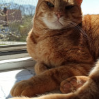 Bild Fotogalerie Hauskater Mufti - Specialist in all Styles