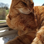 Kater Mufti 2021-05-02 Foto 5