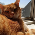 Kater Mufti 2021-05-02 Foto 6