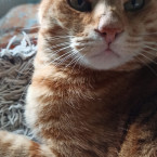 Kater Mufti 2021-05-02 Foto 7