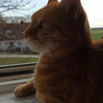 Kater Mufti 2021-05-02 Foto 8