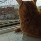 Kater Mufti 2021-05-02 Foto 9