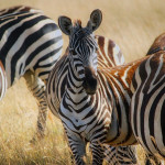 Bilder Quaggas & Zebras in der quagga.de Foto Galerie Fotos 26