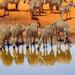 Bilder Quaggas & Zebras in der quagga.de Foto Galerie Fotos 1