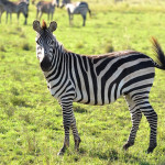 Bilder Quaggas & Zebras in der quagga.de Foto Galerie Fotos 3