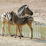 Bilder Quaggas & Zebras in der quagga.de Foto Galerie Fotos 5