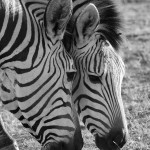 Bilder Quaggas & Zebras in der quagga.de Foto Galerie Fotos 10