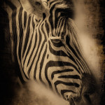 Bilder Quaggas & Zebras in der quagga.de Foto Galerie Fotos 8