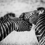Bilder Quaggas & Zebras in der quagga.de Foto Galerie Fotos 17