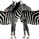 Bilder Quaggas & Zebras in der quagga.de Foto Galerie Fotos 12