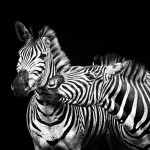 Bilder Quaggas & Zebras in der quagga.de Foto Galerie Fotos 19