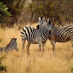 Bilder Quaggas & Zebras in der quagga.de Foto Galerie Fotos 20