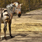 Bilder Quaggas & Zebras in der quagga.de Foto Galerie Fotos 21
