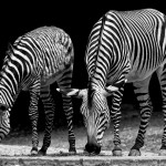 Bilder Quaggas & Zebras in der quagga.de Foto Galerie Fotos 22