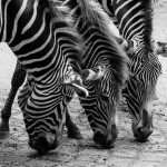 Bilder Quaggas & Zebras in der quagga.de Foto Galerie Fotos 13