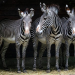 Bilder Quaggas & Zebras in der quagga.de Foto Galerie Fotos 24
