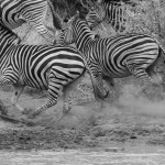 Bilder Quaggas & Zebras in der quagga.de Foto Galerie Fotos 25