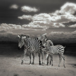 Bilder Quaggas & Zebras in der quagga.de Foto Galerie Fotos 14