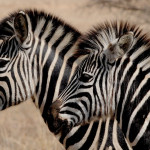 Bilder Quaggas & Zebras in der quagga.de Foto Galerie Fotos 15